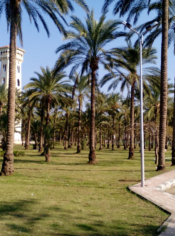 Oaza Siwa i Aleksandria