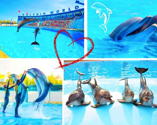 Pokaz Delfinów