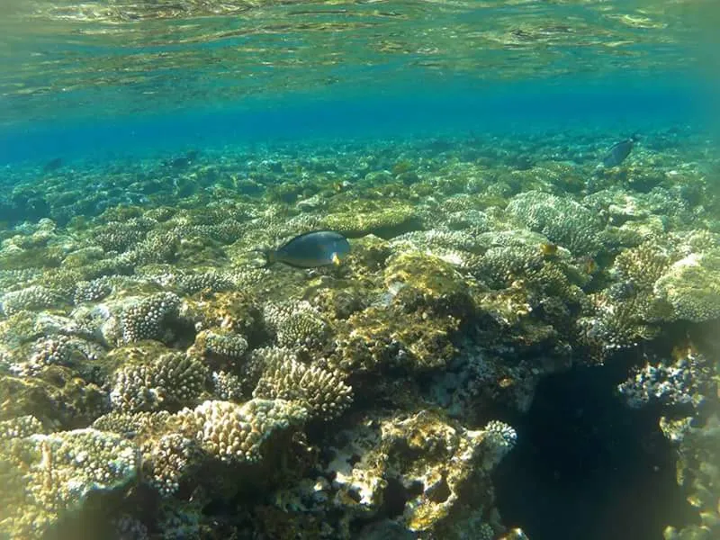 Sharm El Naga